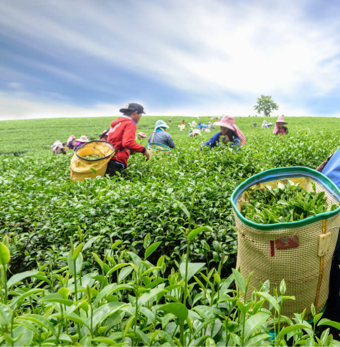 assam green tea garden
