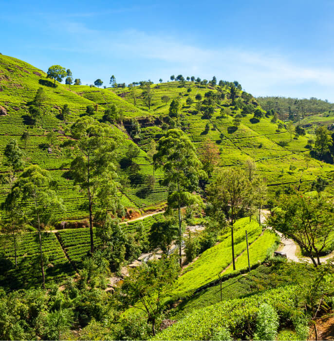 tea gardent in darjeeling