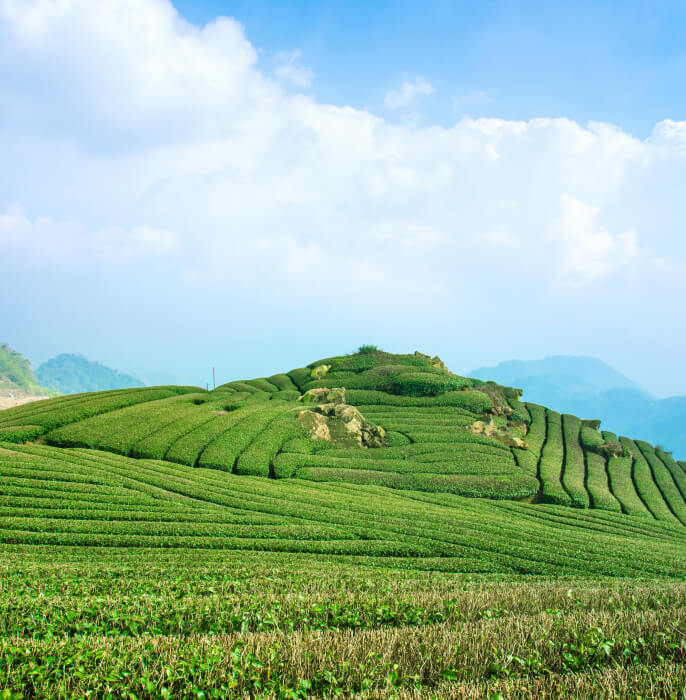 green tea garden in himalya