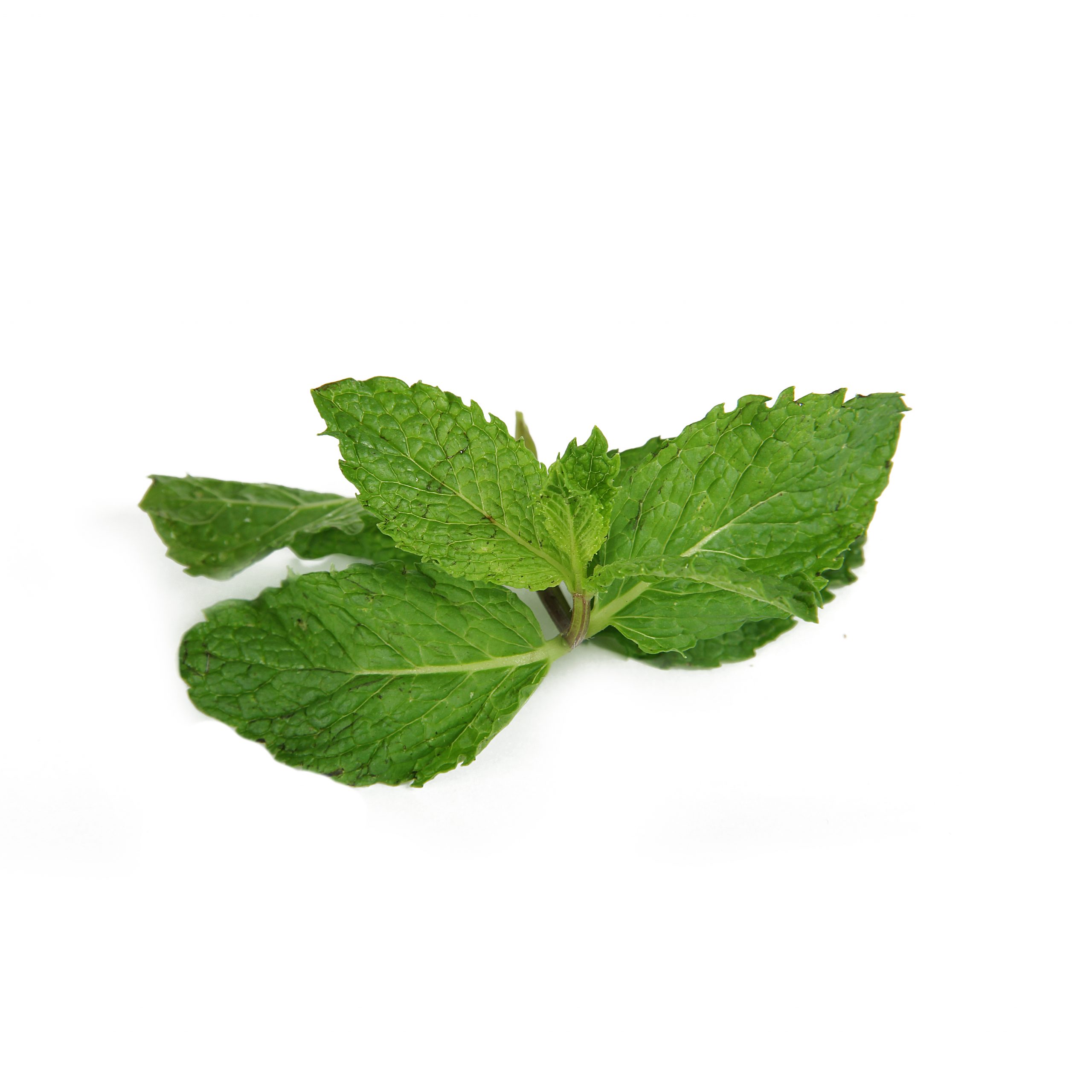 green tea minit leaf